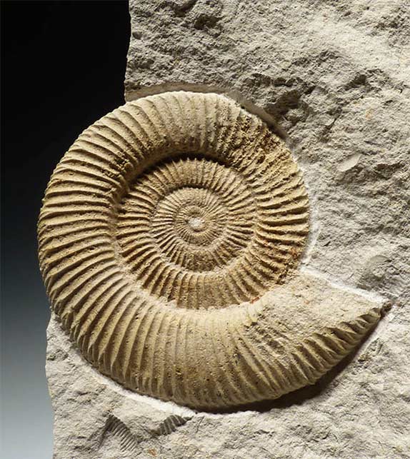 Ammonite for luck